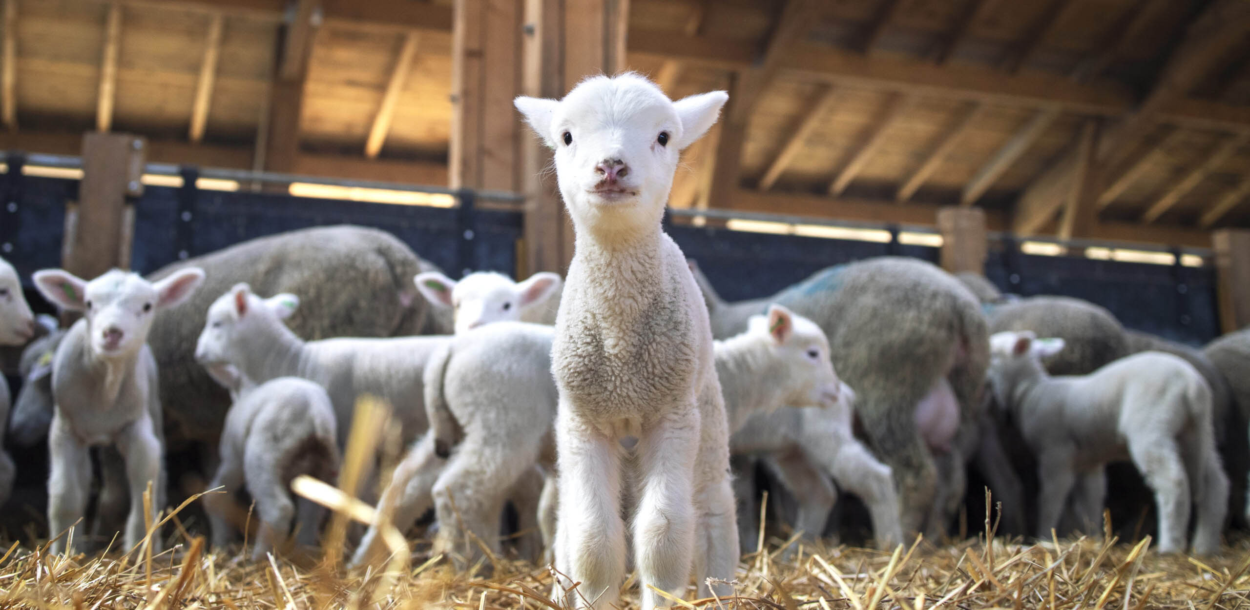 Portrait of lovely lamb staring at the camera in cattle barn.